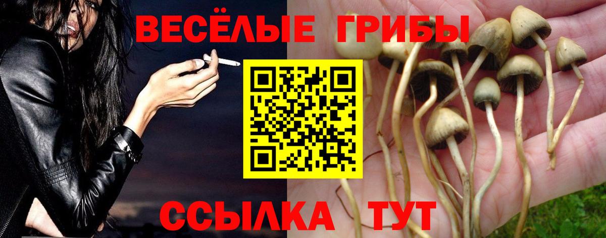 Галлюциногенные грибы Psilocybine cubensis Уварово